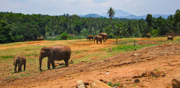 A group of elephants in an orphanage near kandy, sri lanka