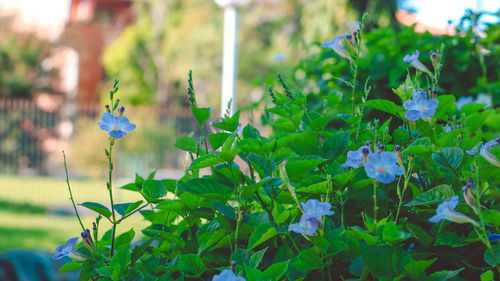 Close-up of flowers blooming outdoors