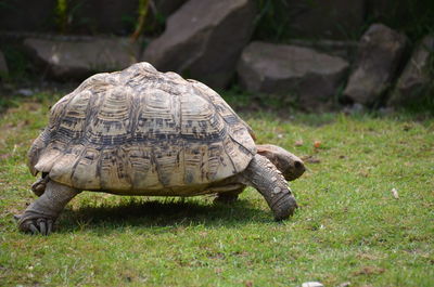 Close-up of tortoise on grass