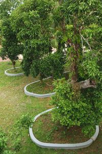 High angle view of plants in garden