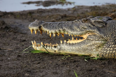 Close-up of a saltwater crocodile with open mouth on the riverbank