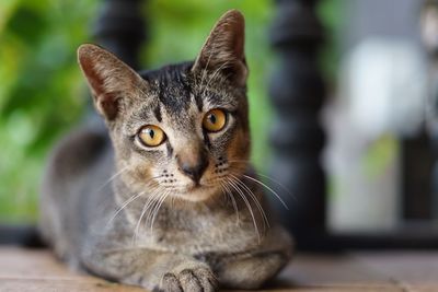 Close-up portrait of cat sitting on floor