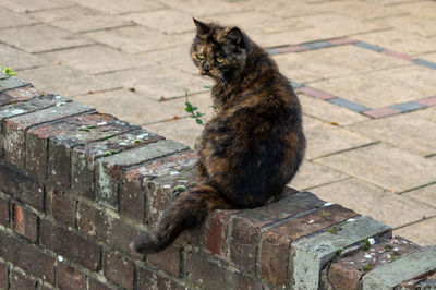 High angle view of cat sitting on footpath