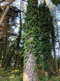 Low angle view of trees in forest