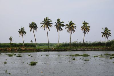 Palm trees by lake against sky