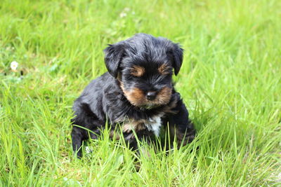 Portrait of puppy on grassy field