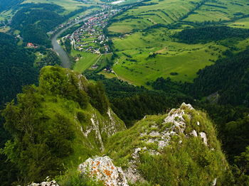 Scenic view of trees growing on field