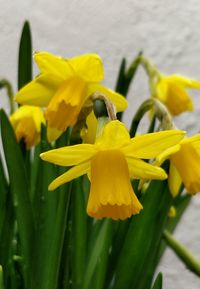 Close-up of yellow daffodil flowers