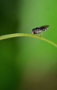 Close-up of insect on leaf