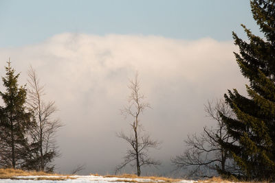 Trees on snow covered landscape against sky