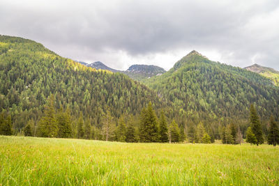 Natural landscape with green mountain peaks in summer