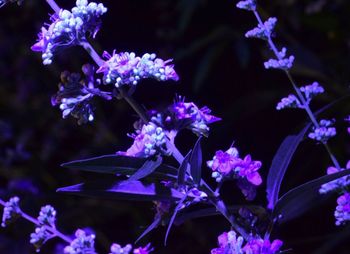 Close-up of purple flowers blooming in park