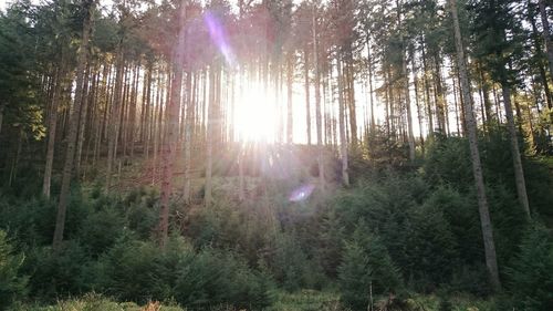 Sun shining through trees in forest