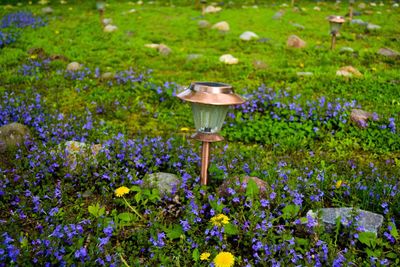 Purple flowers blooming in field