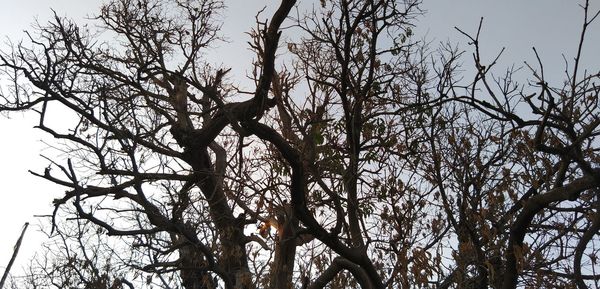 Low angle view of silhouette bare tree against sky