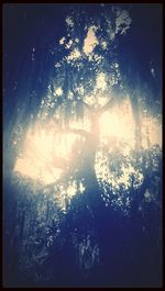 Sun shining through trees