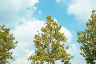 Low angle view of trees against sky