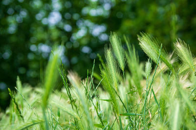 Close-up of crops growing on field