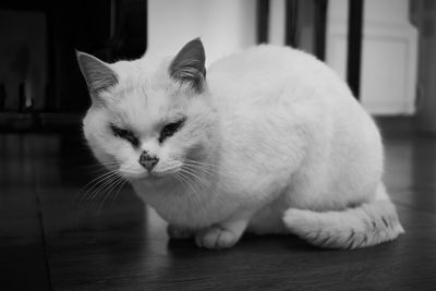 Close-up of a cat on floor