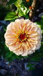 Close-up of yellow flower blooming outdoors