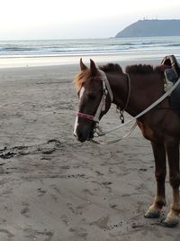 Horses on the beach