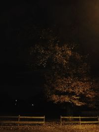 Illuminated trees on landscape against sky at night