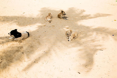 High angle view of dog on sand