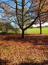 Trees in park during autumn