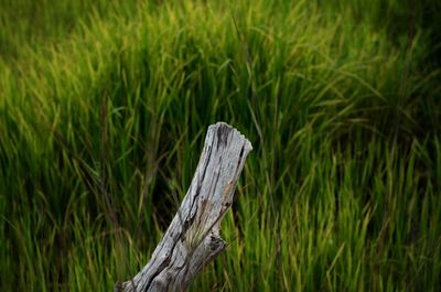 Close-up of tree trunk on field