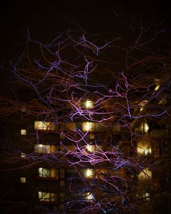 Close-up of illuminated christmas tree at night