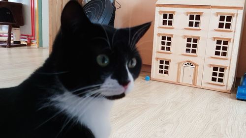 Close-up portrait of cat by window at home