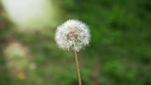 Close-up of dandelion flower