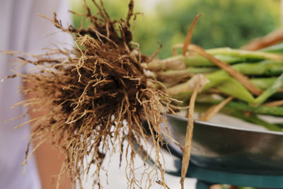 Close-up of dry plant