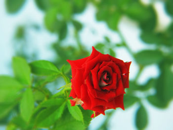 Close-up of red rose
