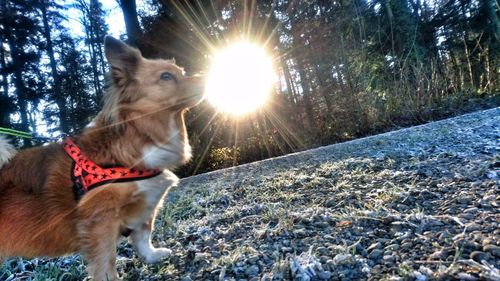 Dog on field against trees during winter