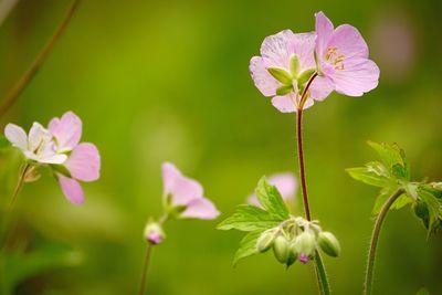Close-up of pink flowering plant