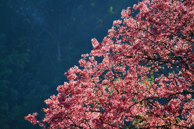 Low angle view of pink flowers on tree