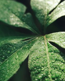 Close-up of raindrops on leaves