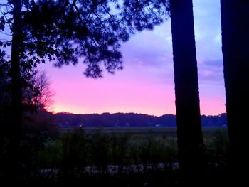 Trees on landscape at sunset