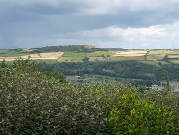 Scenic view of agricultural field against sky