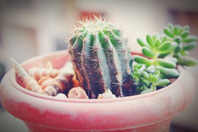 Close-up of potted plant