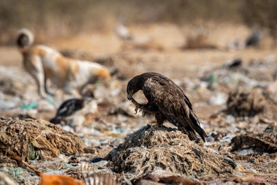 Close-up of a bird on rock