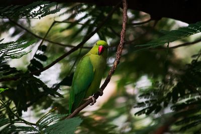 Low angle view of parrot perching on tree