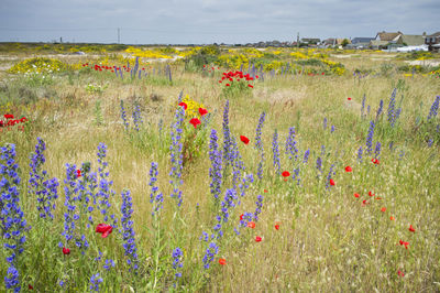 High angle view of flowering plants on field