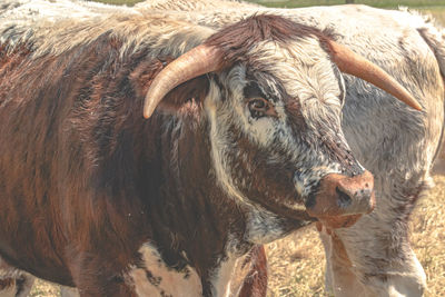 Close-up of cow