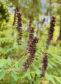 Close-up of insect on plant