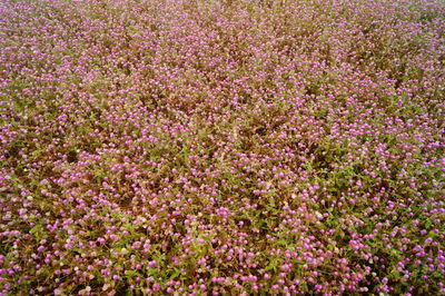 Full frame shot of pink flowering plants on field