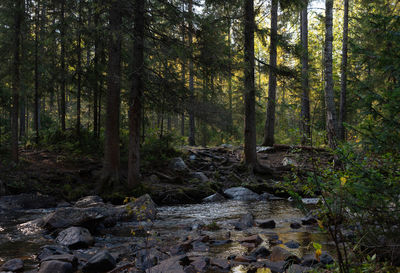 Stream flowing through rocks in forest