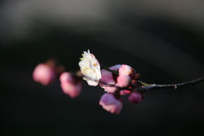 Close-up of fresh flowers on tree