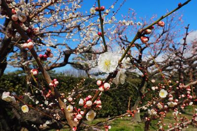 Low angle view of flower tree against sky